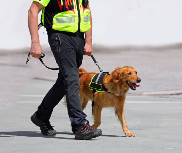 istock Search and rescue dog on a leash with its handler 2159025219