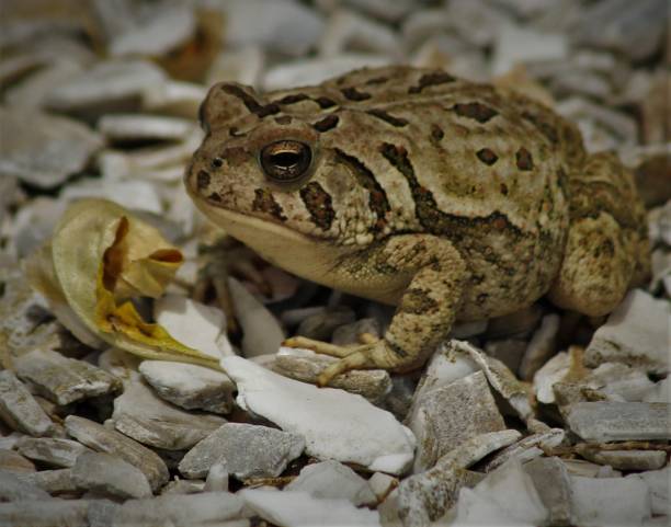 istock Closeup shot of a Fowler's toad on rocky surface 2159025546