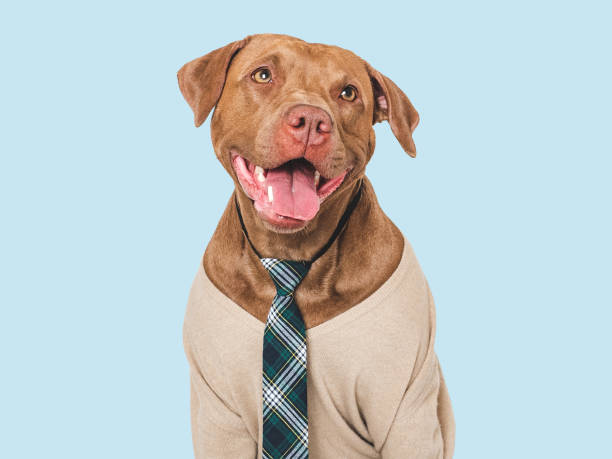 istock Cute dog, glasses and stylish tie. Studio shot 2159025909