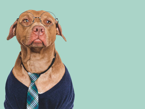 istock Cute dog, glasses and stylish tie. Studio shot 2159025959