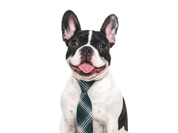 istock Cute puppy and stylish tie. Studio shot 2159026096