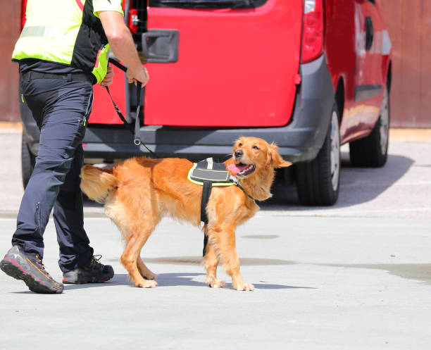 istock Rescue dog missing after disasters found on leash by handler 2159026216