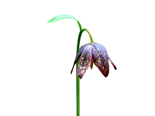 Fritillaria cirrhosa flowers on white background