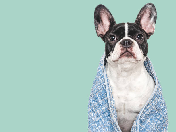 istock Cute puppy and blue towel. Studio shot 2159026420