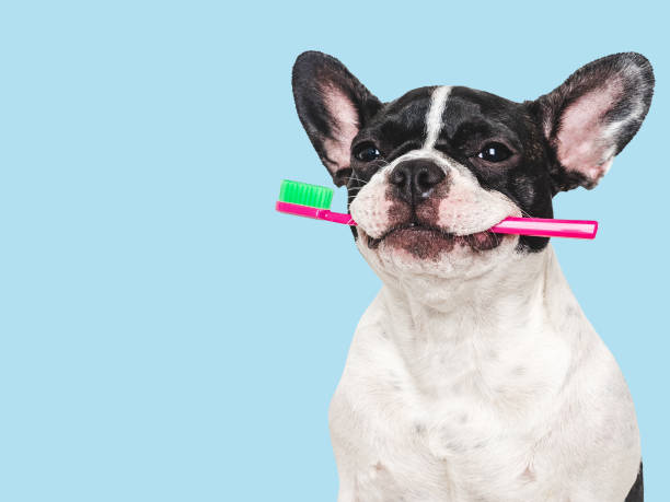 istock Cute puppy and toothbrush. Studio shot, isolated background 2159026435