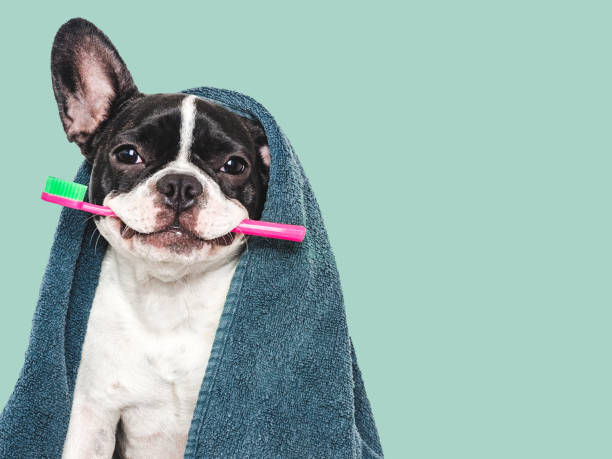 istock Cute puppy, towel and toothbrush. Studio shot 2159027194