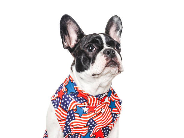 istock Cute puppy and T-shirt with an American Flag pattern 2159027251