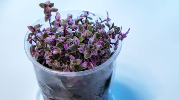 istock Callisia Pink Panther in a pot on a white background, 2159027669