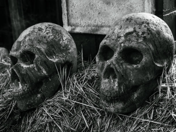 Happy Halloween day concept. Close-up two scary evil skull heads on the haystack in a farm scene background, black and white style. Halloween party place decoration with 2 fake skulls.