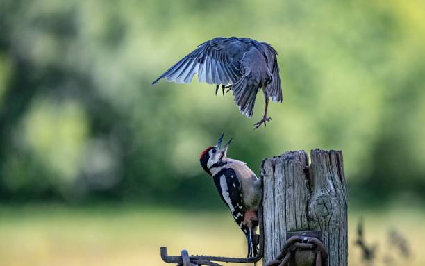 istock Young starling worrying a great spotted woodpecker perched on a wooden post 2159028937