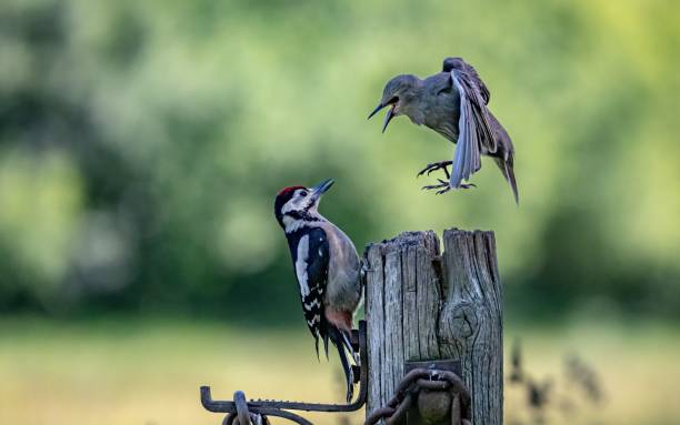 istock Young starling worrying a great spotted woodpecker perched on a wooden post 2159028963