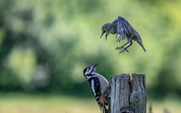 Young starling worrying a great spotted woodpecker perched on a wooden post