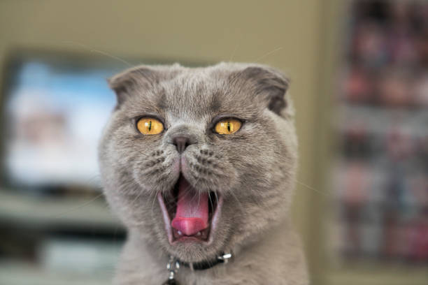 istock Scottish cat screaming with open mouth 2159029024