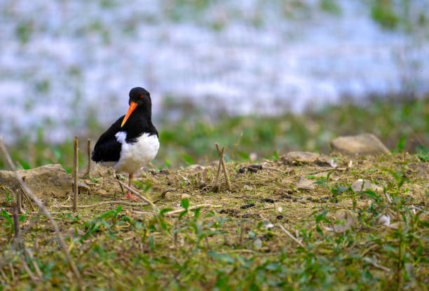 Capturing a lone Oystercatcher, taken from a hide by Ogston Reservoir, near Stretton, in Derbyshire.