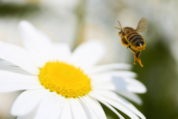 A honeybee in flight near a white daisy with a yellow center in a sunlit setting.