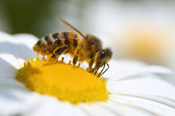 istock Honeybee collecting pollen on a white daisy in bright sunlight. 2159029659