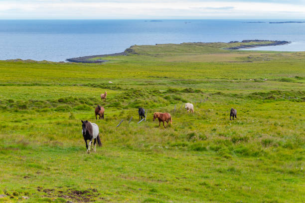istock Herd of Icelandic horses 2159030387