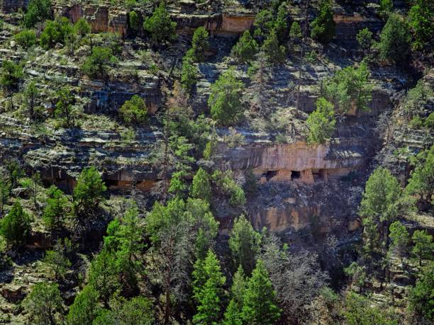Sinagua cliff dwelling amongst dense cover within Walnut Canyon national monument.