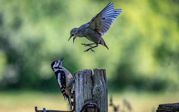 istock Young starling worrying a great spotted woodpecker perched on a wooden post 2159031431