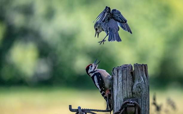 istock Young starling worrying a great spotted woodpecker perched on a wooden post 2159031452