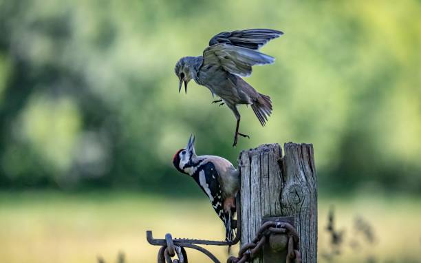 istock Young starling worrying a great spotted woodpecker perched on a wooden post 2159031454