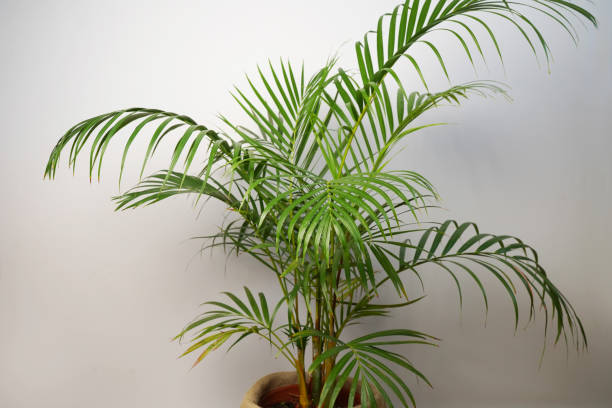 istock Howea palm, indoor plant in a pot. 2159032645
