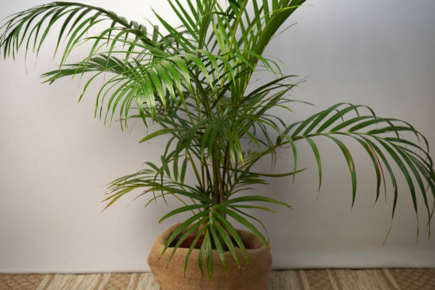 istock Howea palm, indoor plant in a pot. 2159032650