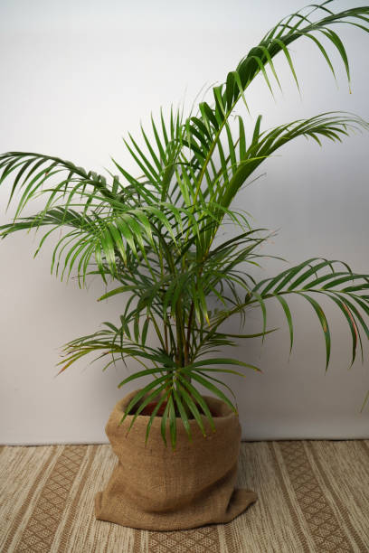 istock Howea palm, indoor plant in a pot. 2159032652