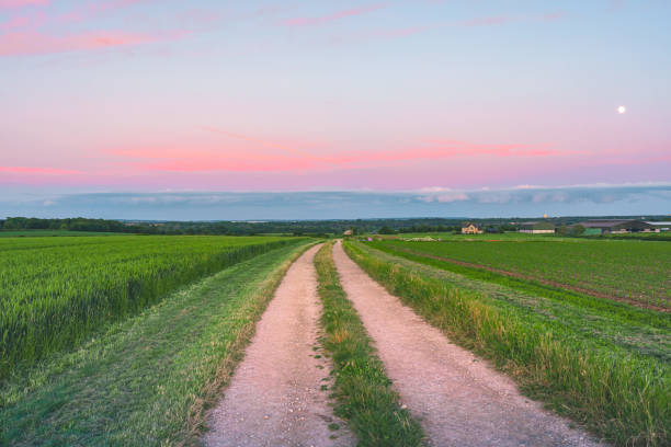 Road in field. Rural road. Summer landscape. Empty road to horizon.
