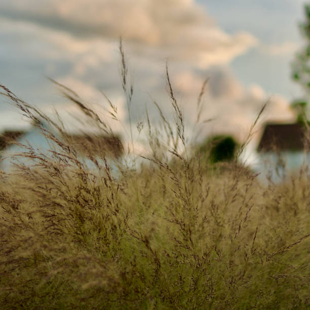 istock close up of fine grasses with bokeh background 2159040310