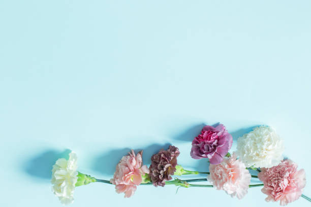 istock carnation flowers on green paper  background 2159040368