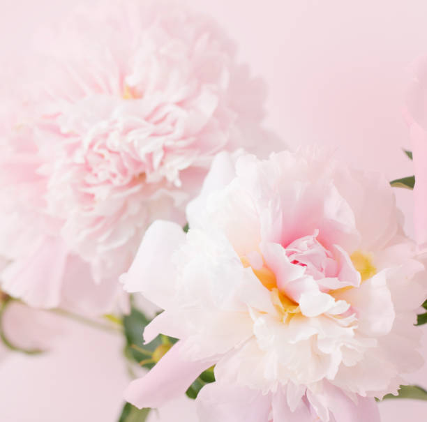 istock beautiful delicate pink peonyes clouse up 2159040394