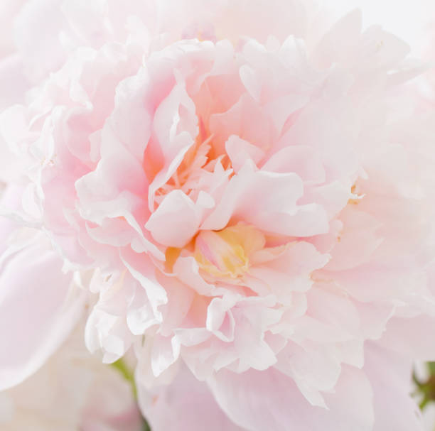 istock beautiful delicate pink peonyes clouse up 2159040401