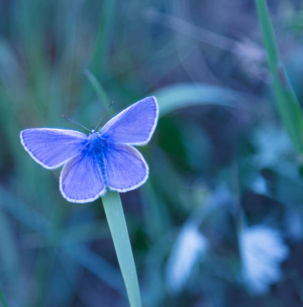 istock blue butterfly on grass close up 2159040448