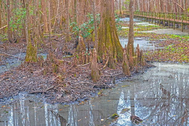 A Multitude of Knees Surrounding a Cypress in the Santee Coastal Reserve in South Carolina