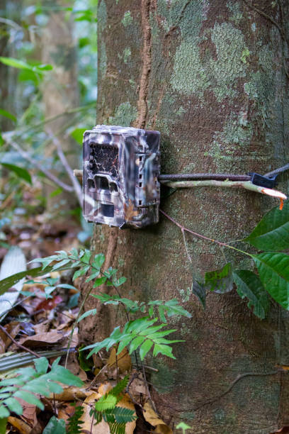 istock Wildlife camera trap mounted on the trunk of a tree 2159040969
