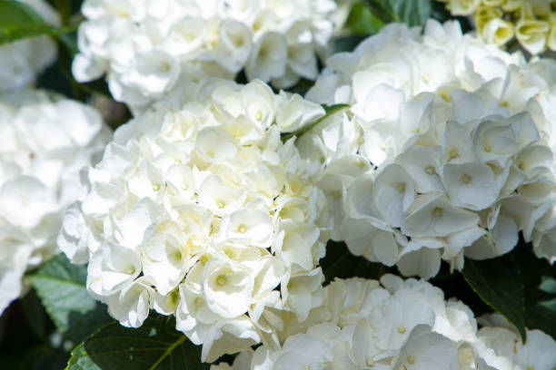 istock White hydrangea flowers in the garden, close-up 2159041244