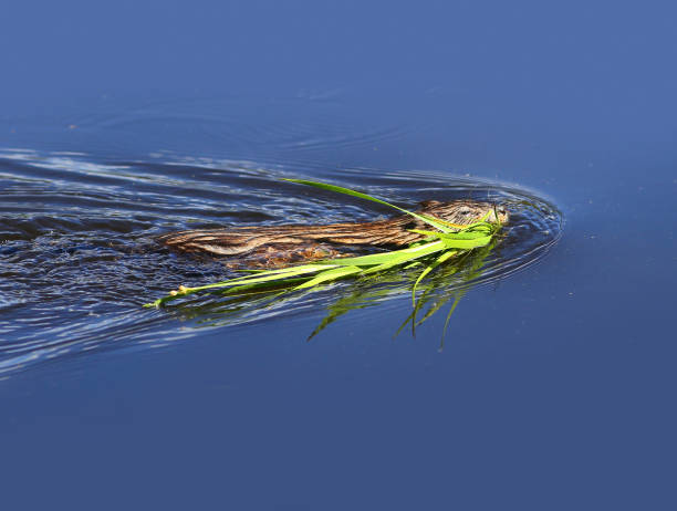 Muskrat swimming with grass in its mouth