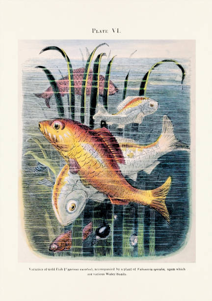istock Vintage Aquarium Illustration from the Victorian Era. Circa 1857 2159041390