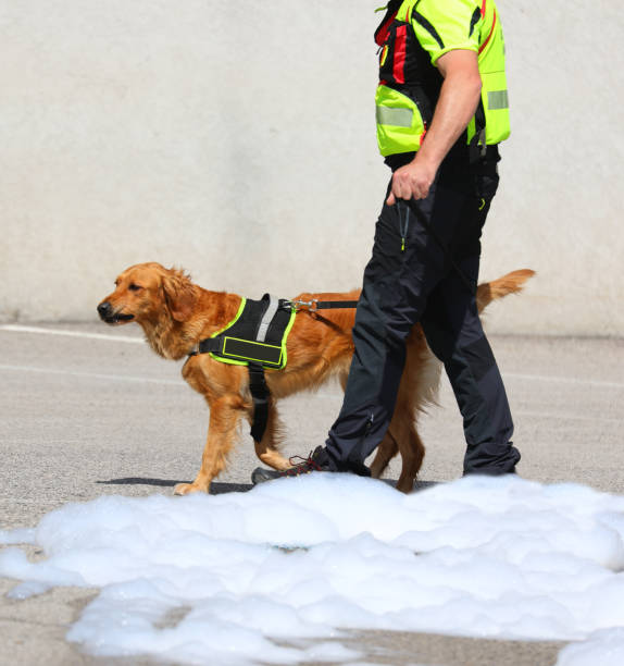 istock police dog during the search for missing people and the polluting foam 2159042364