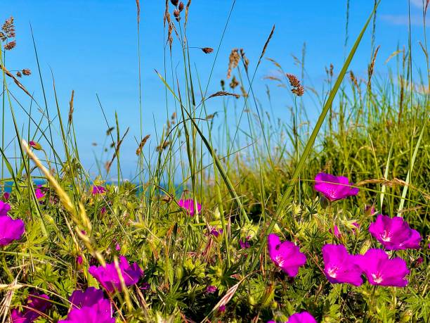 Pink sea thrift against blue sky and sea at Fistral Beach, Newquay, Cornwall on a sunny June day.