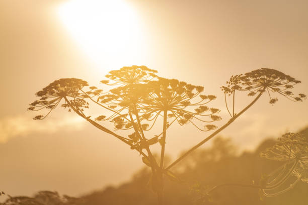 istock Poisonous plant hogweed blooming in summer 2159044175