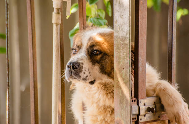 Moscow guard dog in an enclosure