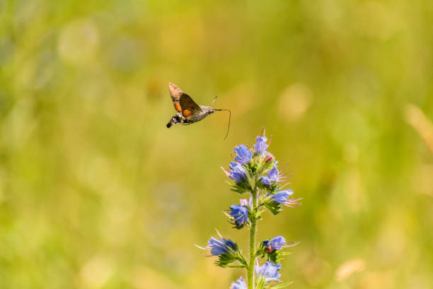 istock Macroglossum stellatarum collects flower nectar 2159044251