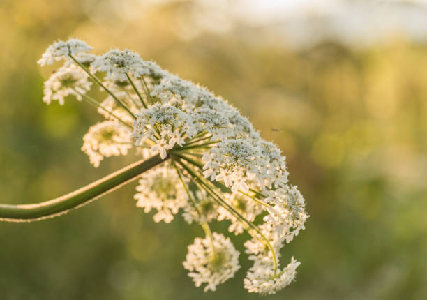 Poisonous plant hogweed blooming in summer