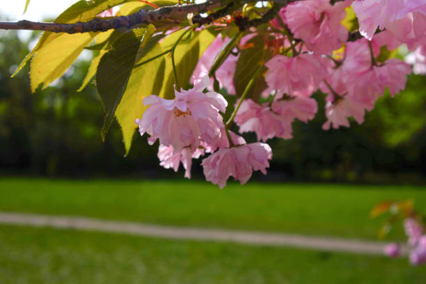 Cherry blossoms in Munich in Germany. Pink cherry blossoms with a blue and cloudy sky background. Spring in Germany.