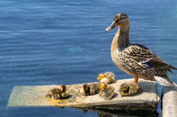 istock Mother duck and ducklings 2159045030