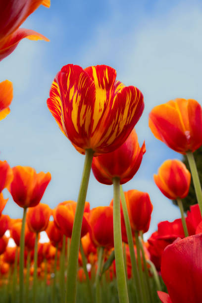 istock Red and yellow tulips in field. 2159045248