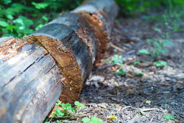 old tree trunk cut into logs for removal from the forest, showcasing sustainable forestry practices and natural resource utilization