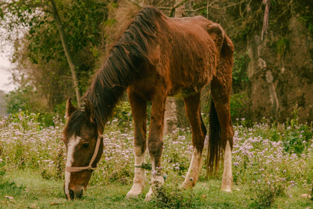 istock Horse grazing in the field - Stock image 2159047242